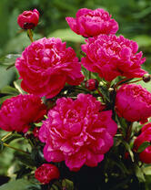 Без бренда «2KMB-4036» в Твери