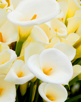 Без бренда «Белые каллы» в Твери