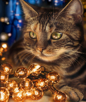 Без бренда «2KXSB-0678» в Твери