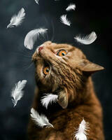 Без бренда «Кот среди перышек» в Твери