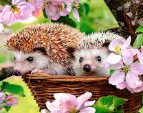 Пара ежей под цветущей яблоней