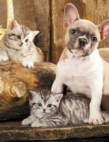 Без бренда «Милый щенок французского бульдога и два котёнка» в Твери в интернет-магазине  Без бренда «Милый щенок французского бульдога и два котёнка» в Твери