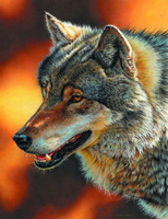 Без бренда «Взрослый серый волк» в Твери в интернет-магазине  Без бренда «Взрослый серый волк» в Твери