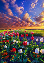 Без бренда «Поле тюльпанов под облачным небом» в Твери