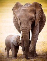 Маленький слоненок с мамой в Африке